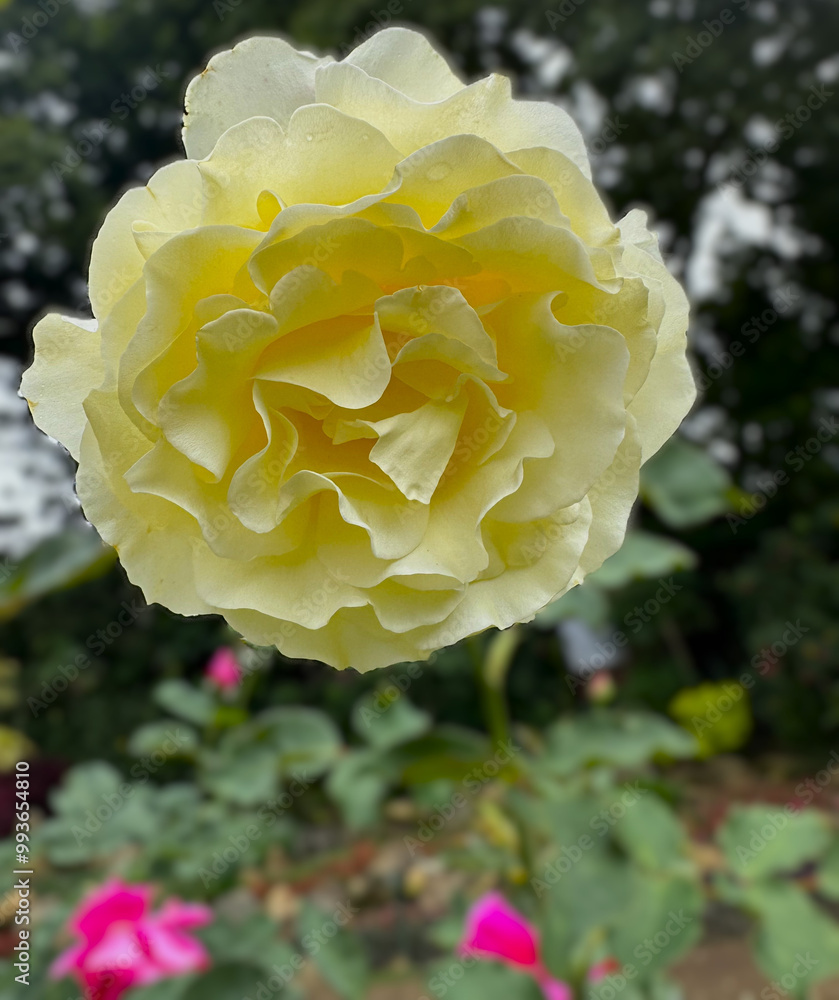 Yellow, white rose with dew drops, large bush of yellow, white roses on a background of nature, Beautiful rose growing against green garden. Yellow, white rose with dew drops, large bush of yellow, white roses on a background of nature, Beautiful rose growing against green garden.