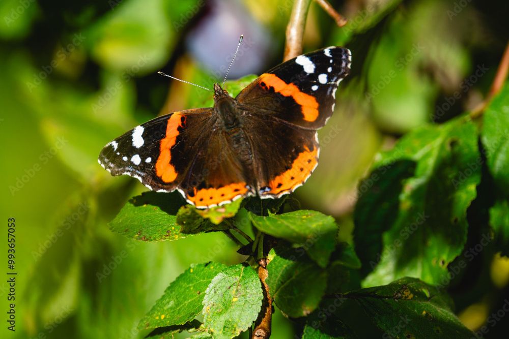 butterfly, peacock butterfly, macro, nature, insect, wings, tree, plum tree butterfly, peacock butterfly, macro, nature, insect, wings, tree, plum tree