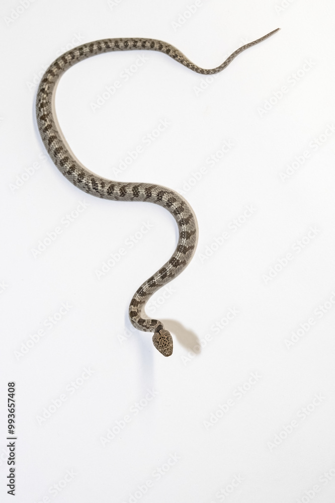 A European Cat Snake or Soosan Snake, Telescopus fallax, white background, selective focus, close-up. Top view. A European Cat Snake or Soosan Snake, Telescopus fallax, white background, selective focus, close-up. Top view.