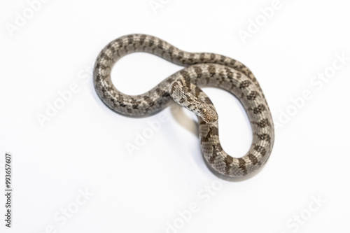 Wallpaper Mural A European Cat Snake or Soosan Snake, Telescopus fallax, white background, selective focus, close-up. Top view. Torontodigital.ca