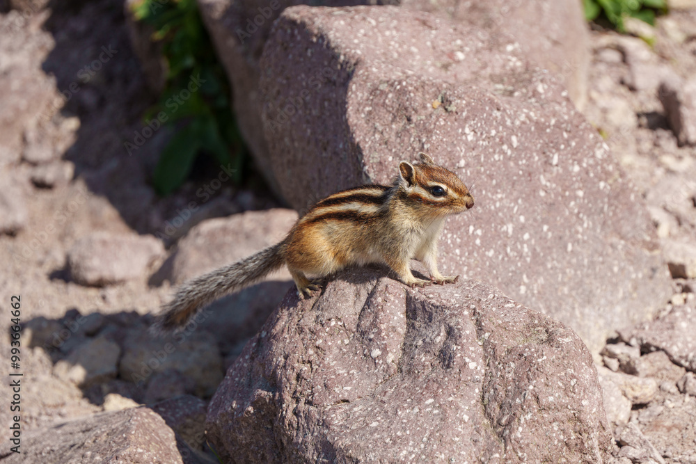 Obraz premium 大雪山のエゾシマリス 北海道の可愛い野生動物