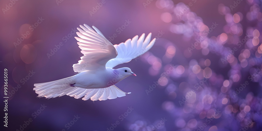 White Dove Soaring Through Purple Bokeh, Copy Space White Dove Soaring Through Purple Bokeh, Copy Space