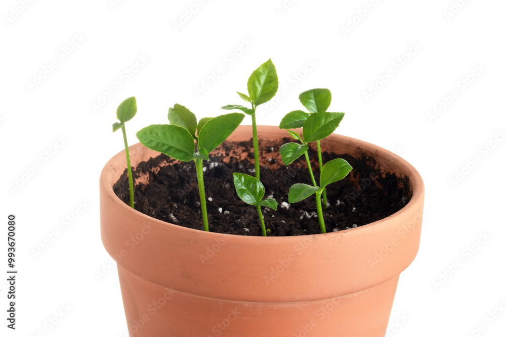 isolated closeup young lemon trees in clay pot isolated closeup young lemon trees in clay pot