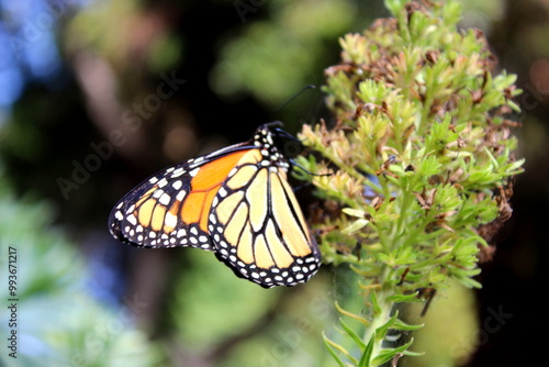 Monarchfalter, Danaus plexippus,