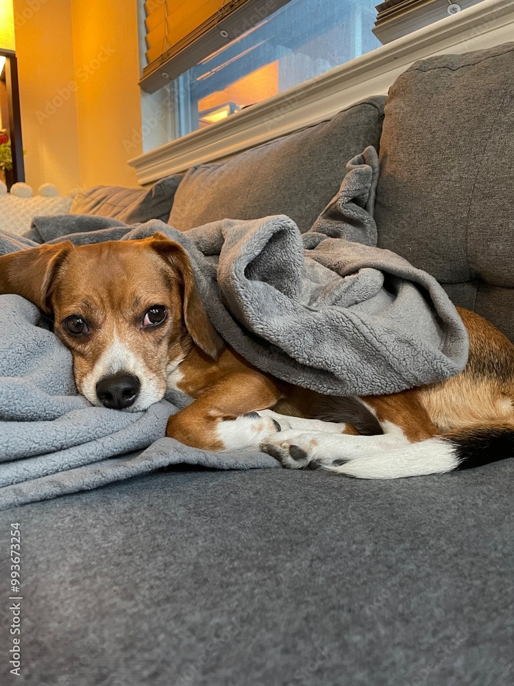 Obraz premium Cuddly Beagle