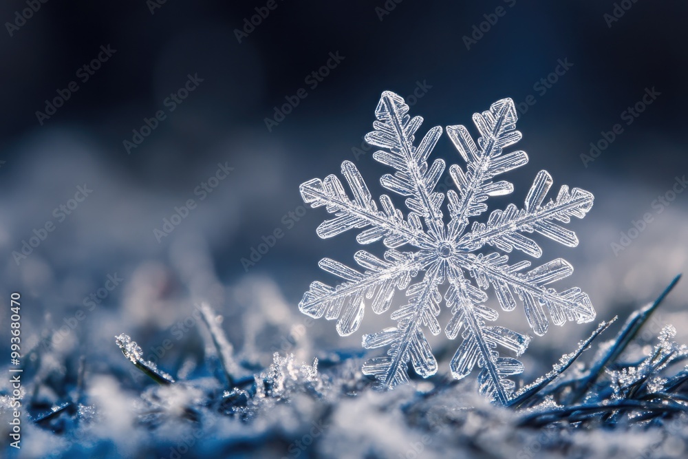 Delicate Snowflake on a Frost-Covered Meadow Delicate Snowflake on a Frost-Covered Meadow