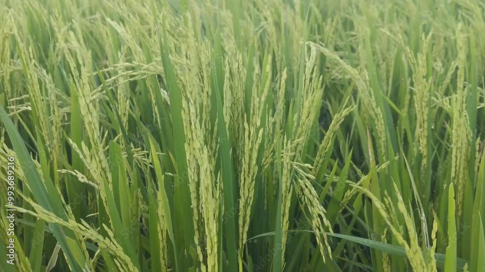 Green rice plants move in the wind in the rice fields, Brightly colored rice stalks and clusters of grains indicate natural agricultural growth in an organic environment. Green rice plants move in the wind in the rice fields, Brightly colored rice stalks and clusters of grains indicate natural agricultural growth in an organic environment.