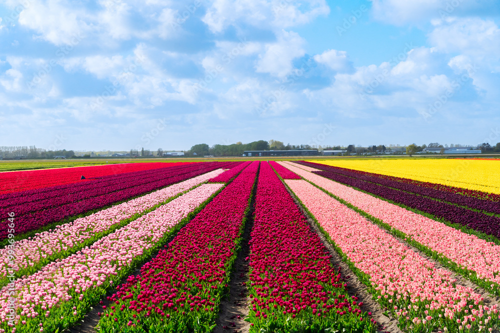 Dutch yellow tulip fields in sunny day Dutch yellow tulip fields in sunny day