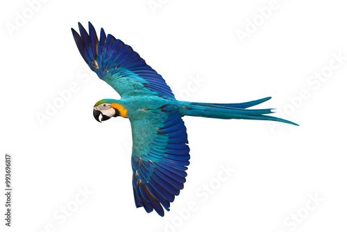 Colorful flying Blue and Gold Macaw parrot isolated on transparent background png file