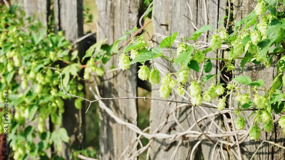 bush with hop cones on a rustic wooden fence bush with hop cones on a rustic wooden fence
