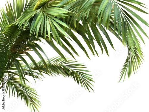 Lush green palm leaves against a white background, ideal for nature-themed designs.