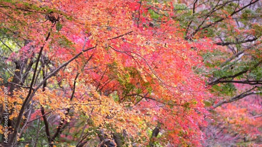 A vibrant autumnal scene in Naejangsan National Park, featuring a stunning display of maple trees ablaze with fiery red and orange hues. A vibrant autumnal scene in Naejangsan National Park, featuring a stunning display of maple trees ablaze with fiery red and orange hues.