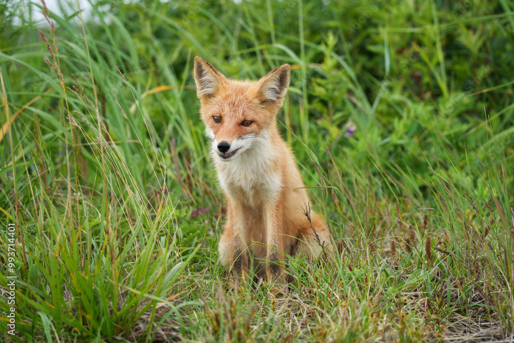 キタキツネ 北海道の可愛い野生動物 キタキツネ 北海道の可愛い野生動物