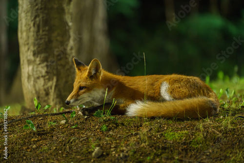 Wallpaper Mural キタキツネ　北海道の可愛い野生動物 Torontodigital.ca