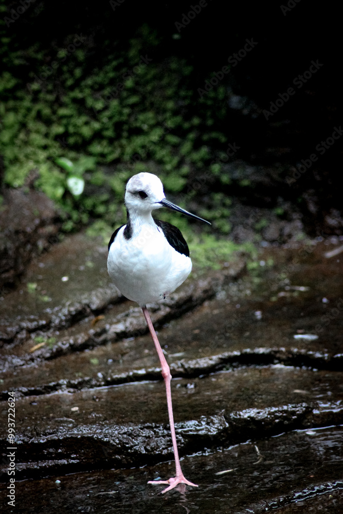 Black-Winged Stilt Balancing Gracefully on One Leg Near Water Black-Winged Stilt Balancing Gracefully on One Leg Near Water