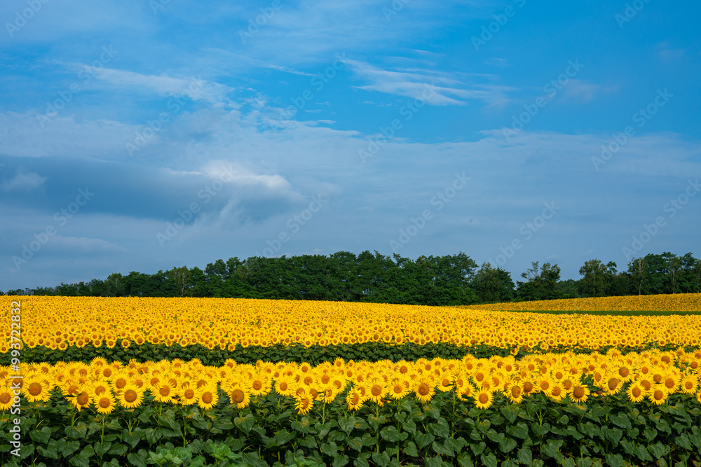 Obraz premium 北竜町のひまわり畑 北海道の夏の絶景観光地 8月