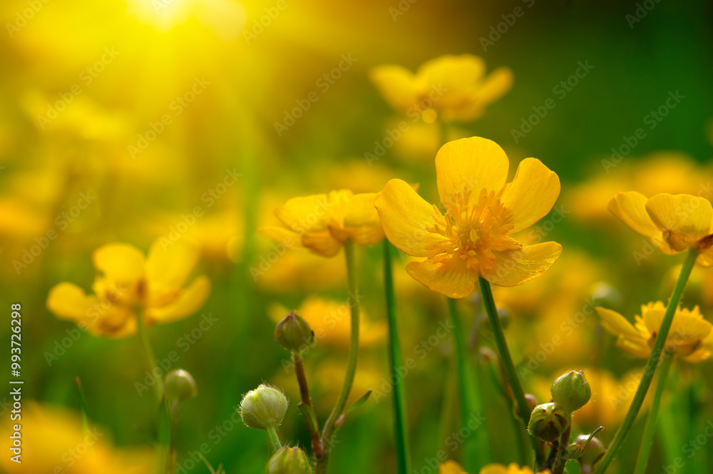 Obraz premium Spring yellow flowers on a field