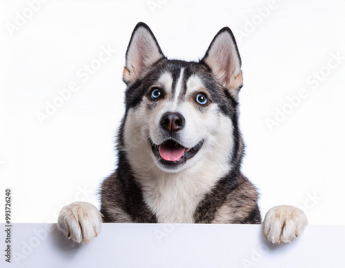 Happy Dog Showing Copy Space Suitable Image For Advertisement