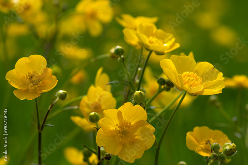 Wild yellow flower on the field