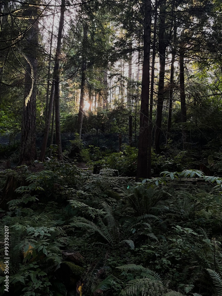 Obraz premium Sunset in the Forest