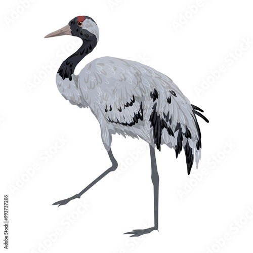 The grey crane stands on one leg. Realistic vector bird