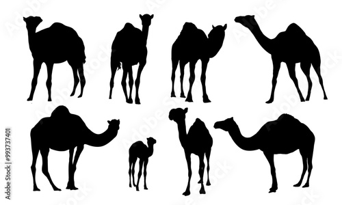 Set of Dromedary camels silhouettes. Adult camels and their calves stand and walk. Realistic vector animals