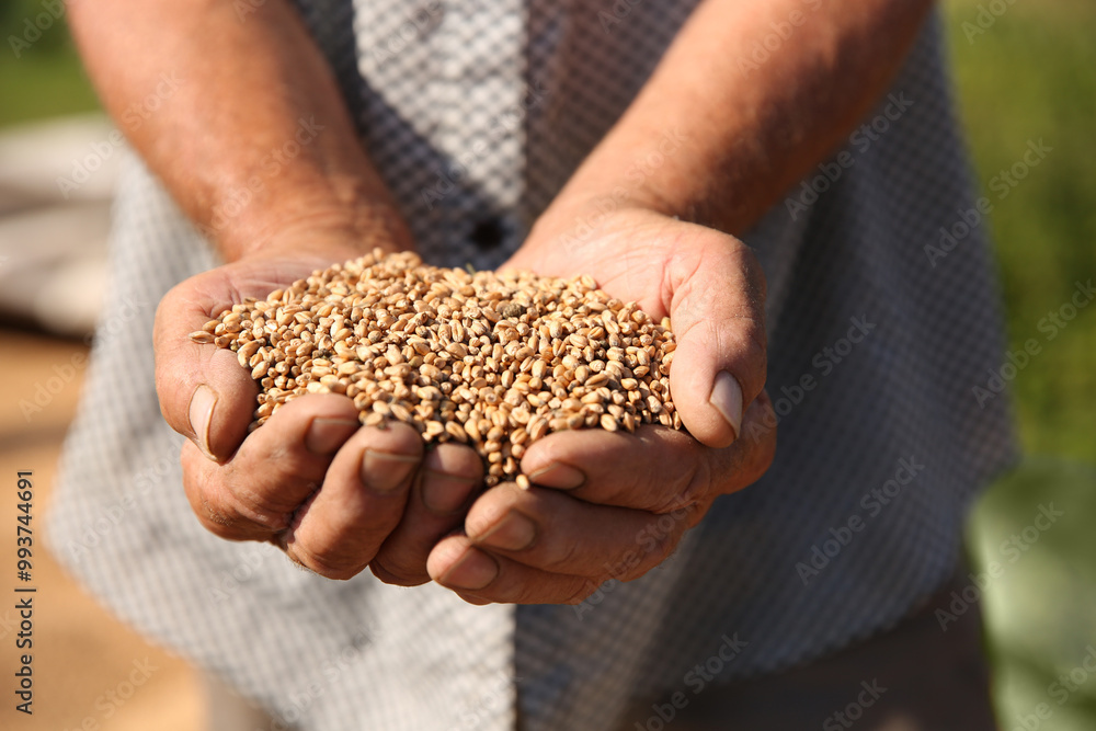 Man holding ripe wheat grains outdoors, closeup Man holding ripe wheat grains outdoors, closeup