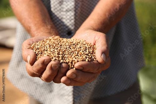 Schilderij op canvas Man holding ripe wheat grains outdoors, closeup