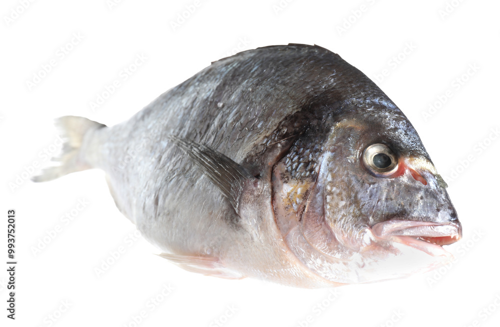 One raw gilthead fish isolated on white. Sea food One raw gilthead fish isolated on white. Sea food
