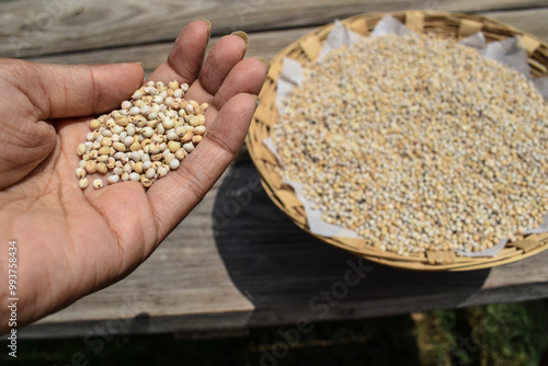 Freshly harvested Sorghum, jowar, seeds millets heap in basket in hands