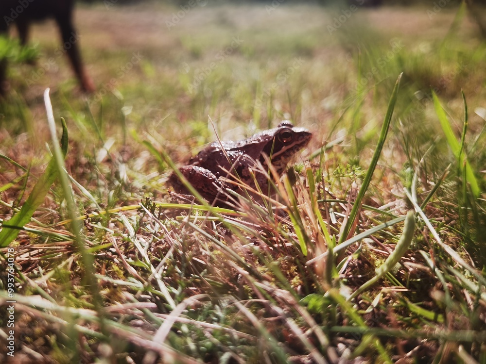 Obraz premium frog sitting on the grass