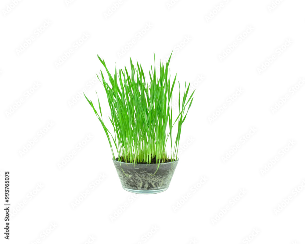 grass in a glass grass in a glass