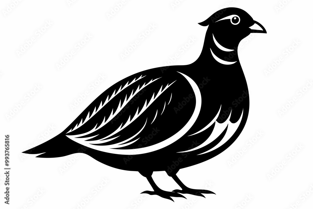 partridge isolated on white partridge isolated on white