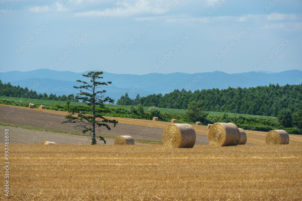 Fototapeta premium 美瑛町 牧草ロール 北海道観光 夏の絶景