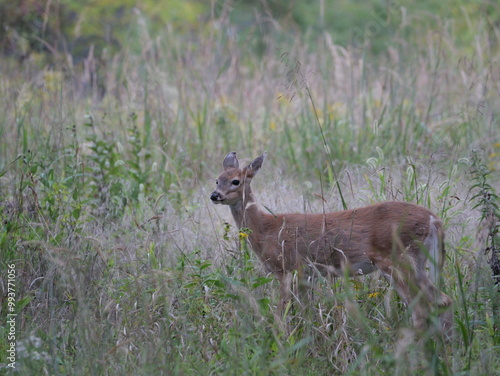 White Tailed Deer Losing Homes in Growing Suburbs