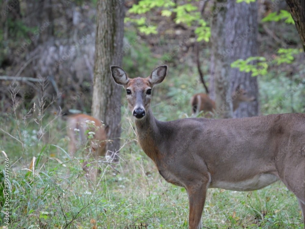 White Tailed Deer Losing Homes in Growing Suburbs White Tailed Deer Losing Homes in Growing Suburbs
