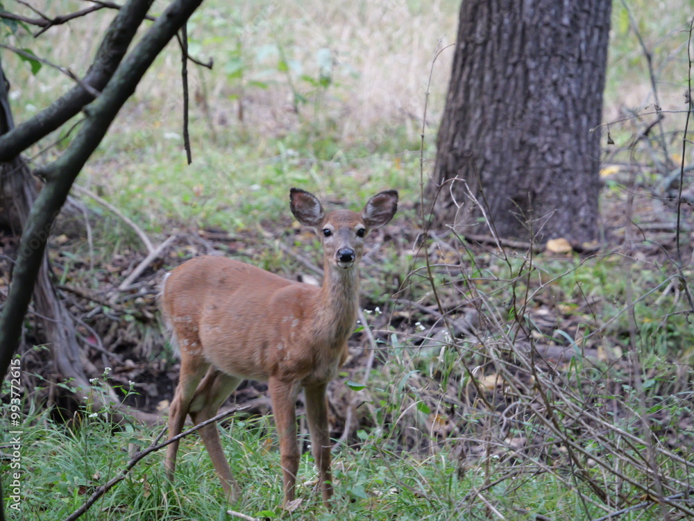 White Tailed Deer Losing Homes in Growing Suburbs White Tailed Deer Losing Homes in Growing Suburbs