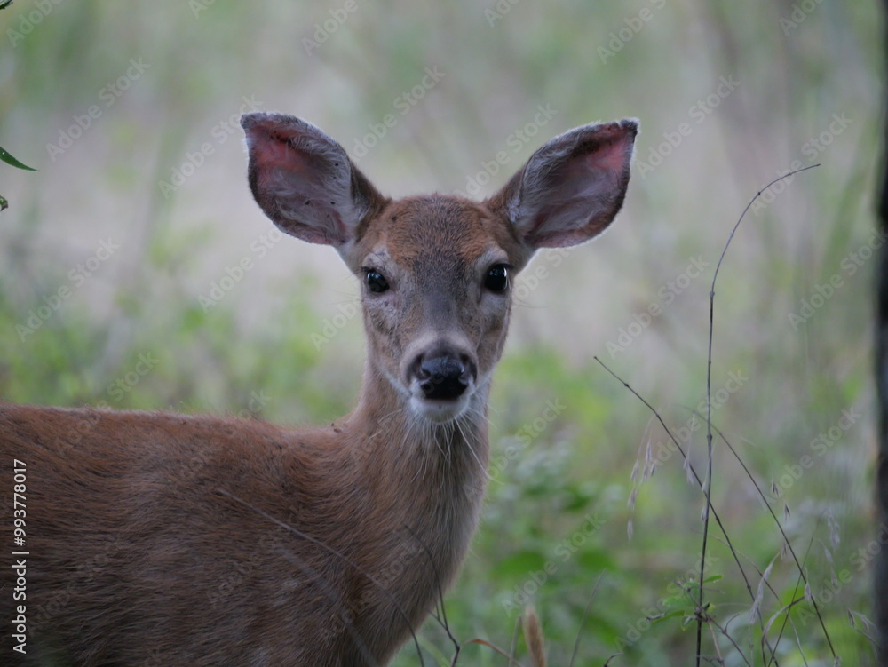White Tailed Deer Losing Homes in Growing Suburbs White Tailed Deer Losing Homes in Growing Suburbs