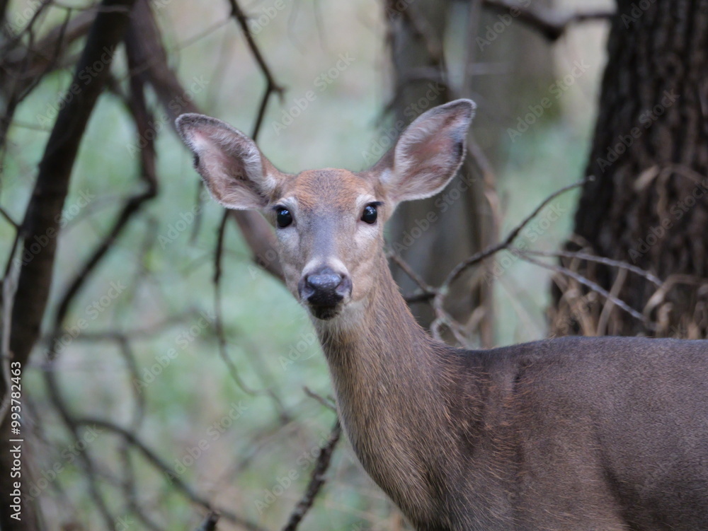 White Tailed Deer Losing Homes in Growing Suburbs White Tailed Deer Losing Homes in Growing Suburbs