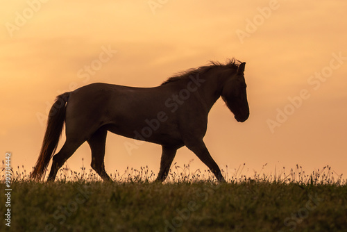 Romantic portrait of an icelandic horse in front of a beautiful sunrise sky