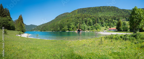 lake Walchensee cove Sachenbach, green meadow with buttercups, bavarian alps photo