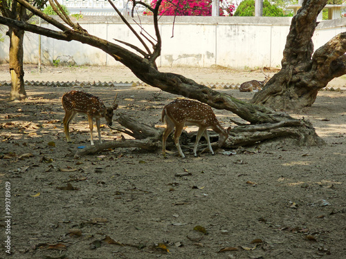 Spotted deer in the park.