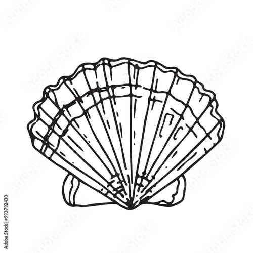 Seashell, scallop. Vector illustration of hand-drawn graphics. Underwater animals.