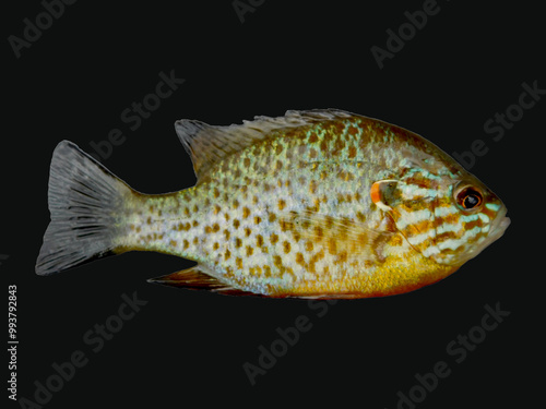 Lepomis gibbosus, commonly known as the Pumpkinseed Sunfish, is a freshwater fish species native to North America.  photo