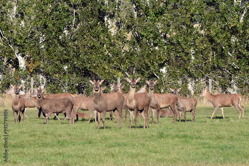 large group of wild reindeer on grassy field, Otago, South Island, New Zealand