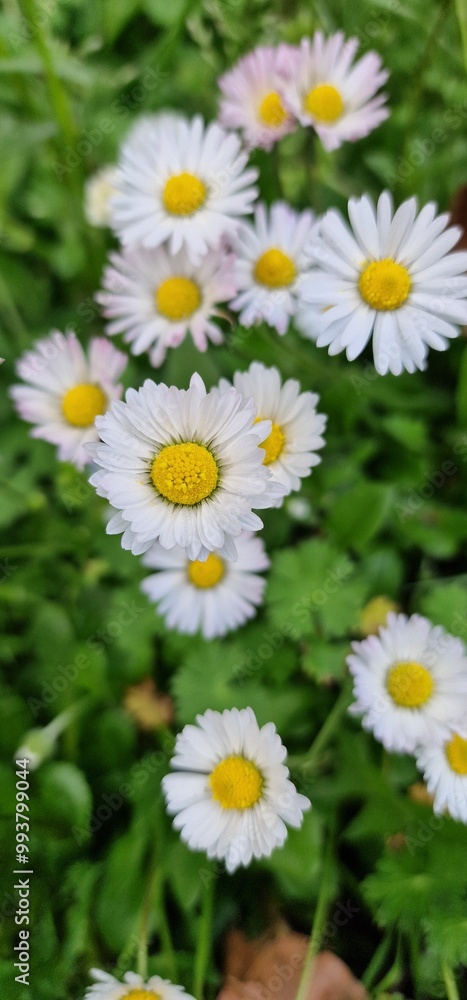 Bellis perennis, the daisy, is a European species of the family Asteraceae, often considered the archetypal species of the name daisy. To distinguish this species from other plants known as daisies, i Bellis perennis, the daisy, is a European species of the family Asteraceae, often considered the archetypal species of the name daisy. To distinguish this species from other plants known as daisies, i