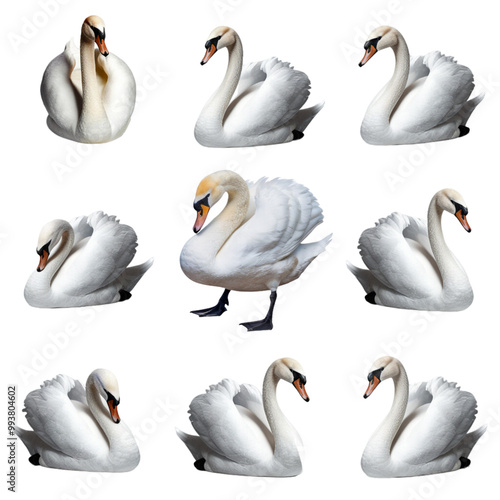 Fototapeta Naklejka Na Ścianę i Meble -  Elegant White Swans Collection on Transparent Background
