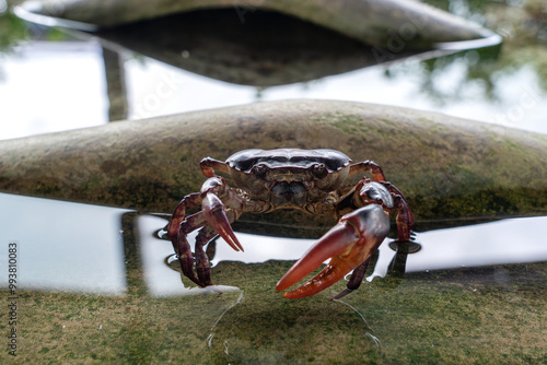 Farming freshwater crab local household business in Thailand. Raising Ricefield crabs - Somanniathelphusa in clear water in a cement pond by using old roof tiles as a shelter or hideaway. photo