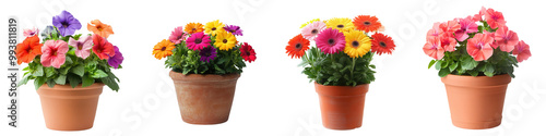 Colorful flower pots arranged beautifully, showcasing vibrant blooms perfect for gardens or decorations. on transparent cutout, PNG file
