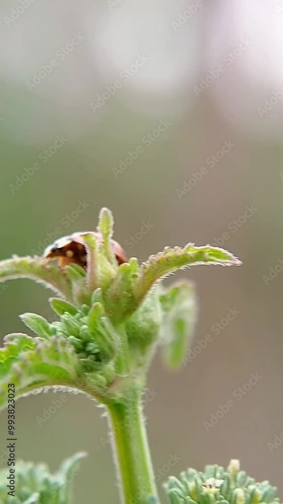 Coccinella transversalis, commonly known as the transverse ladybug or transverse ladybug Coccinella transversalis, commonly known as the transverse ladybug or transverse ladybug